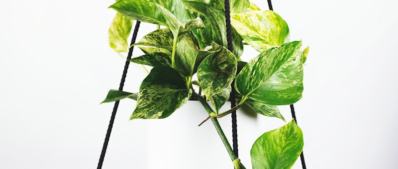 英格兰足球超级联赛直播画面：曼城对阵利物浦的激烈比赛